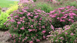 Pruning Spiraea in Early Spring [upl. by Larsen612]