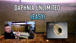 How I Raise Daphnia Water Fleas And You Can Too [upl. by Chadwick]