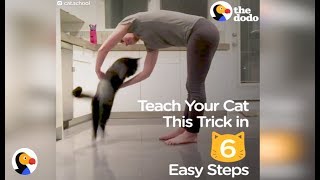 How To Teach Your Cat A Trick In 6 Easy Steps  The Dodo [upl. by Nerhe]