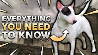 BULL TERRIER 101 Everything You Need To Know About Owning a Bull Terrier Puppy [upl. by Moersch]