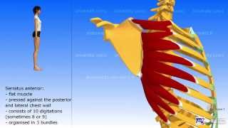 The serratus anterior [upl. by Asp]