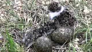 Spurwing Plovers at their Nest [upl. by Rolfe]