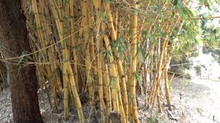 INVASIVE AND CLUMPING BAMBOO [upl. by Suiramad308]