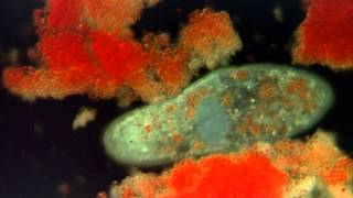 Introduction to the Protists [upl. by Cristie122]