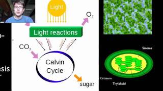 Photosynthesis and Respiration [upl. by Cummings]