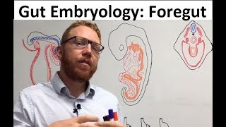 Foregut  Embryology [upl. by Sitoiganap]