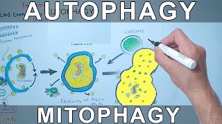 Autophagy Mechanism  Mitophagy [upl. by Mehta]