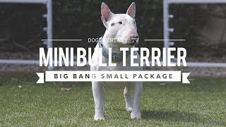 ALL ABOUT MINIATURE BULL TERRIERS CUTE AND POWERFUL [upl. by Swithbert]