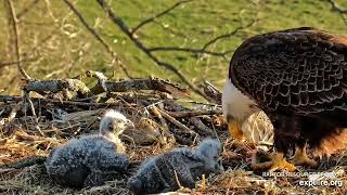 Decorah Eagles  North Nest 14042024 [upl. by Chrysa678]