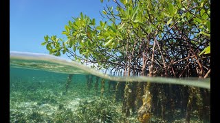 1min Conservation Mangroves English [upl. by Bloxberg894]