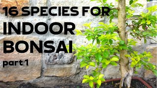 16 Tree Species for Indoor Bonsai Part 1 [upl. by Cleopatra275]