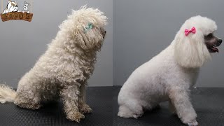 Poodle  Caniche peluquería canina Petgrooming [upl. by Ynotna]