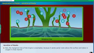 Resipiration in Plants Resipiration Class 10 Biology [upl. by Ecirtal157]