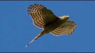 Sparrowhawk Bird Call Bird Song [upl. by Eentrok]