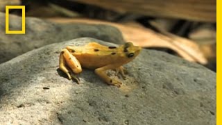 Frogs vs Fungus  National Geographic [upl. by Alan]