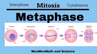 Metaphase Mitotic Stages [upl. by Graehme564]