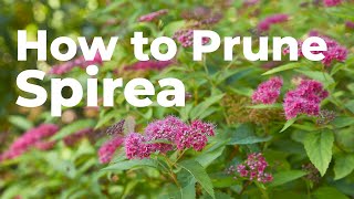 How to Prune Spirea in Early Spring [upl. by Asyle372]