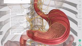 The GastroIntestinal Tract  Complete Anatomy [upl. by Atekahs]