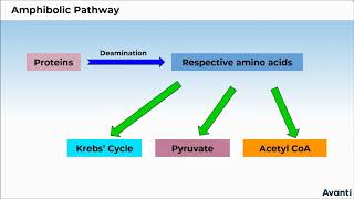 11B145 CV 2 Amphibolic Pathway [upl. by Mchenry]