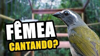 🔴 TRINCAFERRO FÊMEA CANTANDO ♫ [upl. by Telocin887]