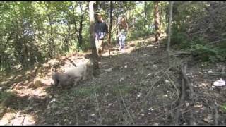 Dogs101 lagotto Romagnolo Rare breed [upl. by Anitnoc]