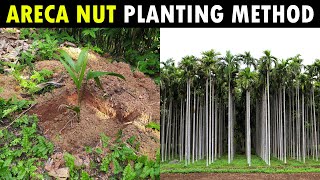 Areca nut Planting Method  Betel nut Planting Method [upl. by Acireed806]