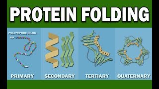 PROTEIN FOLDING [upl. by Beisel22]