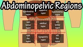 Abdominopelvic Quadrants And Regions  Abdominal Quadrants [upl. by Brause198]