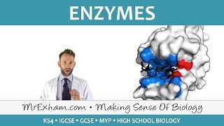 Enzymes  GCSE Biology 91 [upl. by Noelyn]