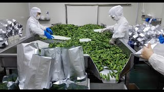 Okra vacuum frying machine [upl. by Denoting45]