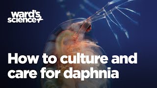 Caring and Culturing for Daphnia [upl. by Minnie414]