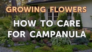 How to Care for Campanula [upl. by Mell]