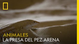 Observa cómo este extraño pez de arena compite por una presa  NATIONAL GEOGRAPHIC ESPAÑA [upl. by Petronella]