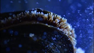 Mussels and Microplastics  Ocean Up Close  Ocean Wise [upl. by Grimbal165]