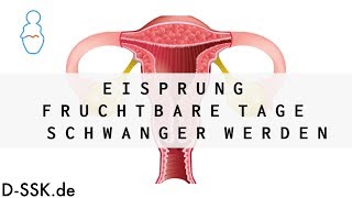 Eisprung  Fruchtbare Tage  Schwanger werden ✪ DSSKde [upl. by Sinnej292]