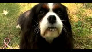 Dogs 101  Cavalier King Charles Spaniel [upl. by Loriner]