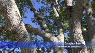 camphor tree Cinnamomum camphora [upl. by Sommer538]