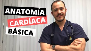 CARDIO 1 Anatomía Cardíaca Básica  Doctor Greg [upl. by Nnalyrehc]