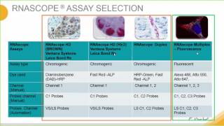 Introduction to the RNAscope® Assay [upl. by Eahsed]