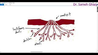 Embryology  development of mammary gland [upl. by Dorella]