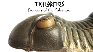 Rare Fossils of Ancient Trilobites [upl. by Phaidra]