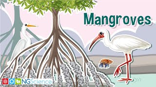 Mangroves – Guardians of the Coast [upl. by Jodi]