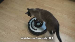 Cat shows HOW TO use iRobot Roomba Vacuum [upl. by Groos847]