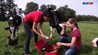 Kann man auf einer Kuh reiten  Aussenseiter Spitzenreiter  MDR [upl. by Emarej]