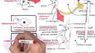 Anatomy  Eye Overview [upl. by Kcirddor556]