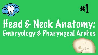 Head amp Neck Anatomy  Embryology amp Pharyngeal Arches  INBDE [upl. by Bunns524]