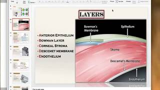 Anatomy of the cornea Microscopic [upl. by Seldun]