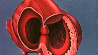 Heart embryology video [upl. by O'Connell]