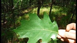 Tree Identification  Northeastern Hardwoods [upl. by Elamrej188]