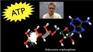 ATP Adenosine Triphosphate [upl. by Cointon399]